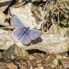 Zizina otis (Common Grass-Blue) at Garran, ACT - 11 May 2019 by JonSteinbeck