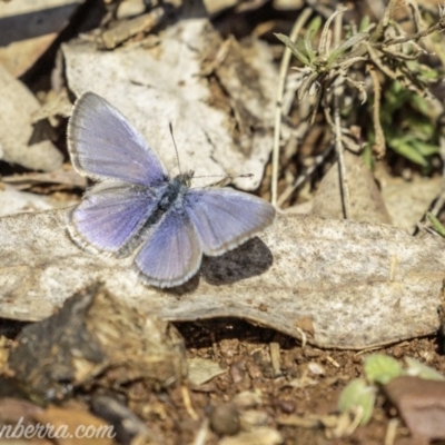 Zizina otis (Common Grass-Blue) at Garran, ACT - 11 May 2019 by JonSteinbeck