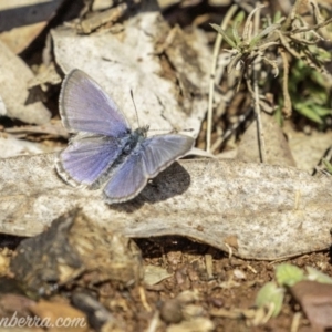 Zizina otis at Garran, ACT - 11 May 2019 11:40 AM