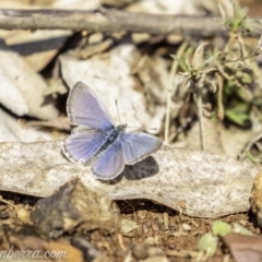 Zizina otis at Garran, ACT - 11 May 2019 11:40 AM