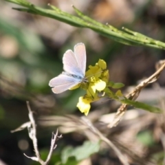 Zizina otis (Common Grass-Blue) at Red Hill Nature Reserve - 16 May 2019 by LisaH