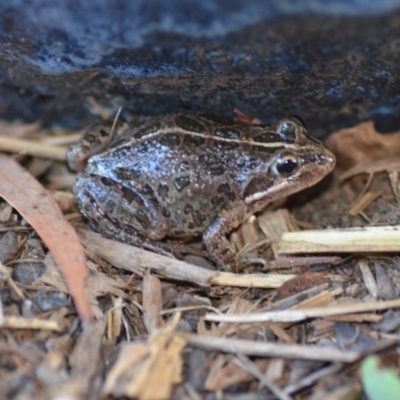 Limnodynastes tasmaniensis (Spotted Grass Frog) at Wamboin, NSW - 29 Jan 2019 by natureguy