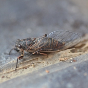 Atrapsalta furcilla at Wamboin, NSW - 29 Jan 2019 10:32 AM