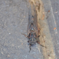 Atrapsalta furcilla at Wamboin, NSW - 29 Jan 2019 10:32 AM