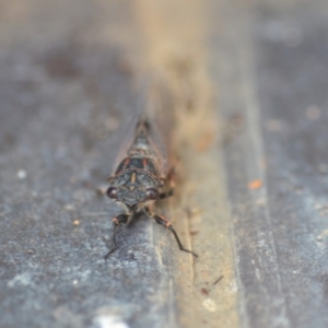 Atrapsalta furcilla at Wamboin, NSW - 29 Jan 2019