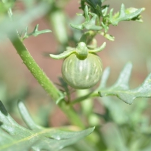 Solanum triflorum at Wamboin, NSW - 30 Jan 2019