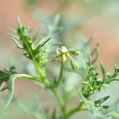 Solanum triflorum at Wamboin, NSW - 30 Jan 2019