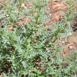 Solanum triflorum at Wamboin, NSW - 30 Jan 2019 02:14 PM