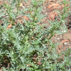 Solanum triflorum at Wamboin, NSW - 30 Jan 2019