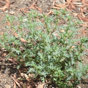 Solanum triflorum at Wamboin, NSW - 30 Jan 2019