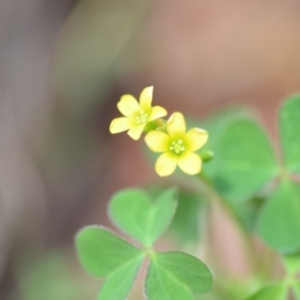 Oxalis sp. at Wamboin, NSW - 30 Jan 2019 02:17 PM