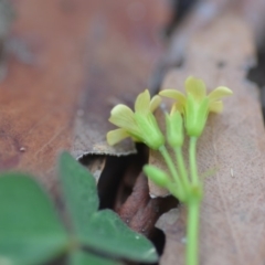 Oxalis sp. at Wamboin, NSW - 30 Jan 2019 02:17 PM