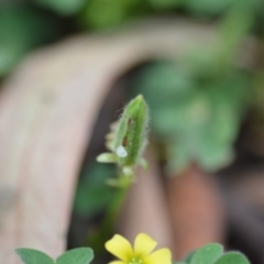 Oxalis sp. at Wamboin, NSW - 30 Jan 2019 02:17 PM