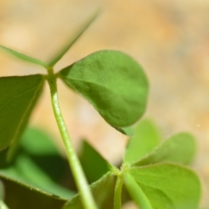 Oxalis sp. at Wamboin, NSW - 30 Jan 2019 02:17 PM