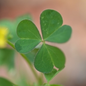 Oxalis sp. at Wamboin, NSW - 30 Jan 2019 02:17 PM