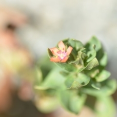 Lysimachia arvensis (Scarlet Pimpernel) at Wamboin, NSW - 30 Jan 2019 by natureguy