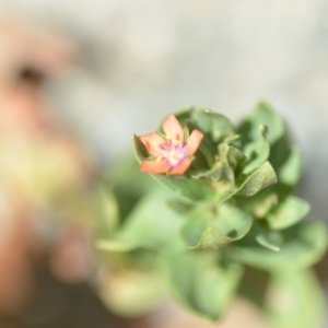 Lysimachia arvensis at Wamboin, NSW - 30 Jan 2019