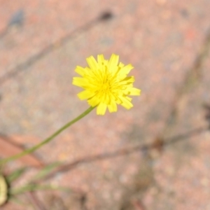 Hypochaeris radicata at Wamboin, NSW - 30 Jan 2019 02:22 PM