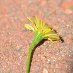 Hypochaeris radicata at Wamboin, NSW - 30 Jan 2019 02:22 PM