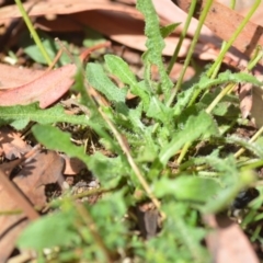 Hypochaeris radicata at Wamboin, NSW - 30 Jan 2019 02:22 PM