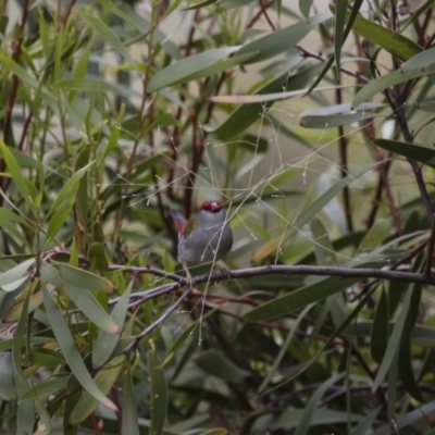 Neochmia temporalis (Red-browed Finch) at Illilanga & Baroona - 23 Oct 2015 by Illilanga