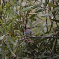 Neochmia temporalis (Red-browed Finch) at Michelago, NSW - 23 Oct 2015 by Illilanga