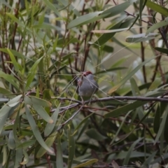 Neochmia temporalis at Michelago, NSW - 23 Oct 2015 01:51 PM