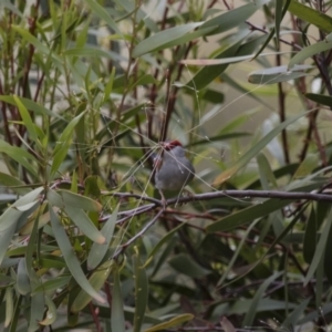 Neochmia temporalis at Michelago, NSW - 23 Oct 2015 01:51 PM