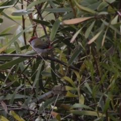 Neochmia temporalis at Michelago, NSW - 23 Oct 2015 01:51 PM