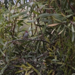 Neochmia temporalis at Michelago, NSW - 23 Oct 2015