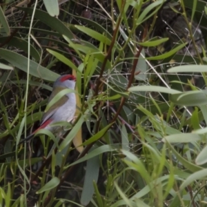 Neochmia temporalis at Michelago, NSW - 23 Oct 2015 01:51 PM