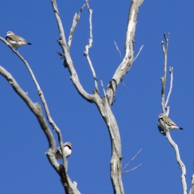 Stagonopleura guttata (Diamond Firetail) at Illilanga & Baroona - 1 Nov 2014 by Illilanga