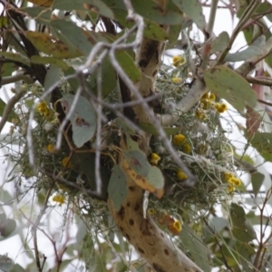 Stagonopleura guttata at Michelago, NSW - suppressed