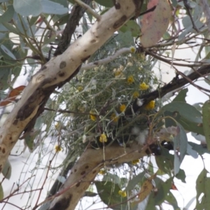 Stagonopleura guttata at Michelago, NSW - suppressed