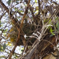 Stagonopleura guttata at Michelago, NSW - suppressed