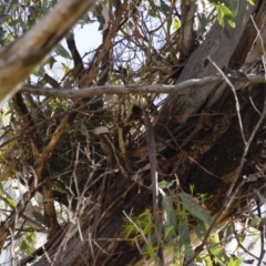 Stagonopleura guttata at Michelago, NSW - suppressed