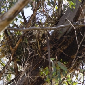 Stagonopleura guttata at Michelago, NSW - suppressed