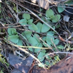 Diplodium sp. (A Greenhood) at Mount Majura - 15 May 2019 by petersan