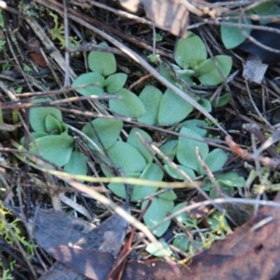 Diplodium sp. (A Greenhood) at Mount Majura - 15 May 2019 by petersan