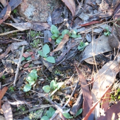 Diplodium sp. (A Greenhood) at Mount Majura - 15 May 2019 by petersan