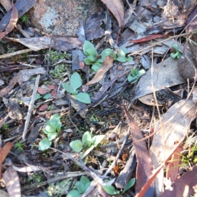 Diplodium sp. (A Greenhood) at Hackett, ACT - 15 May 2019 by petersan