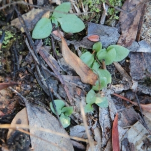 Diplodium sp. at Hackett, ACT - 15 May 2019