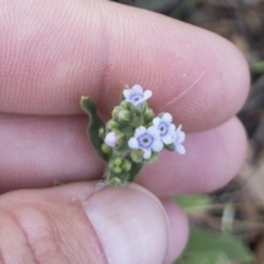 Cynoglossum australe (Australian Forget-me-not) at Illilanga & Baroona - 19 Feb 2019 by Illilanga