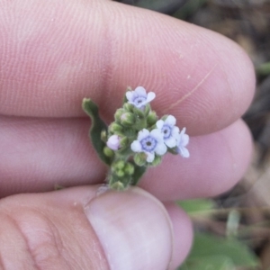 Cynoglossum australe at Michelago, NSW - 20 Feb 2019