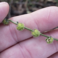 Cynoglossum australe at Michelago, NSW - 20 Feb 2019