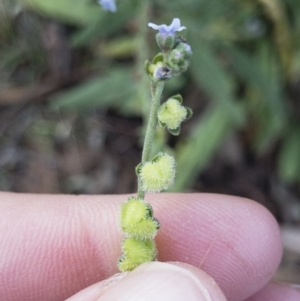 Cynoglossum australe at Michelago, NSW - 20 Feb 2019