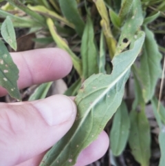 Cynoglossum australe at Michelago, NSW - 20 Feb 2019 07:47 AM