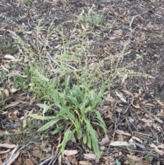 Cynoglossum australe at Michelago, NSW - 20 Feb 2019