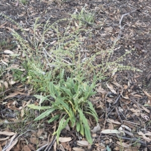 Cynoglossum australe at Michelago, NSW - 20 Feb 2019 07:47 AM