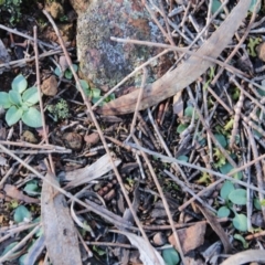 Diplodium sp. (A Greenhood) at Mount Majura - 15 May 2019 by petersan